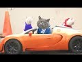 Aaron 039 s Animals NEW VIDEO COMPILATION 20 Aaron 039 s Animals NEW VIDEO COMPILATION 20