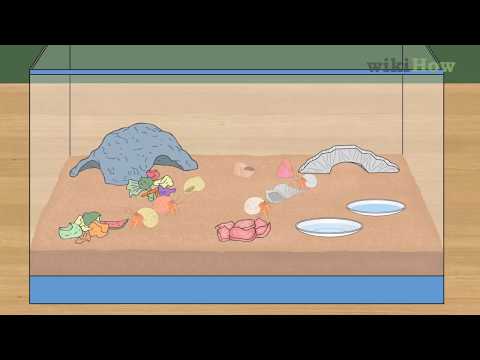 How to Care for Hermit Crabs