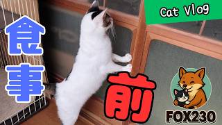 【CatsVlog】お食事前、ソワソワ猫たち #猫動画 #可愛い猫 #保護猫