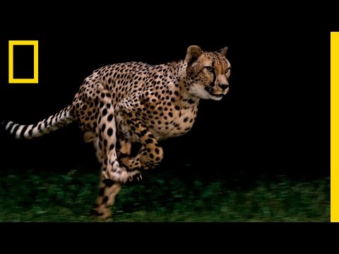Cheetahs - World's Fastest Animal | National Geographic