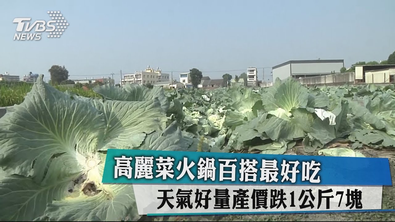 高麗菜火鍋百搭最好吃 天氣好量產價跌1公斤7塊