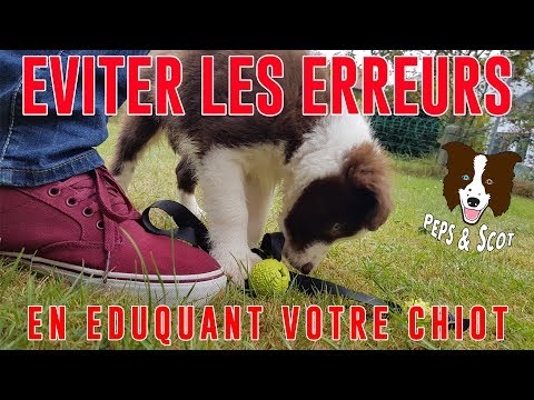 Eviter les ERREURS d'éducation avec son Chiot Vol.1