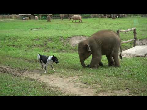 Baby Elephant Try To Make Friend With Dog - ElephantNews