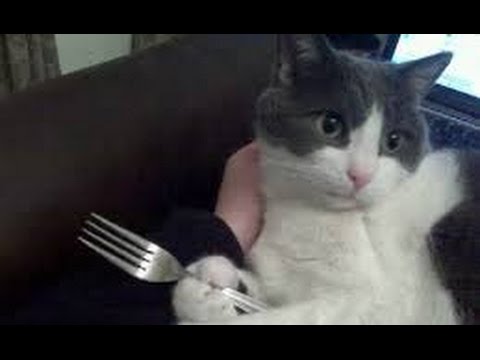 Kattenkaarten Katten en honden  eten met de handen leuk dieren filmpje