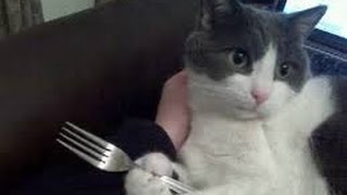 Well at least they are trying to be as polite as people while eating D Hope you like our funny cats funny dogs
