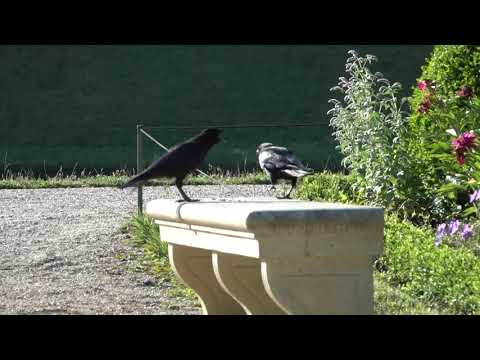 2022 young crow discover peanuts (Corvus corone)