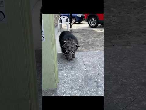 It came to steal, but ended up staying and becoming family. #animals #short