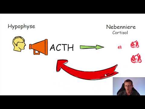Nebennierenschwäche heilen - warum ich kein Cortison gebe!