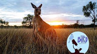 Some mammals lay eggs! Intro to Mammals