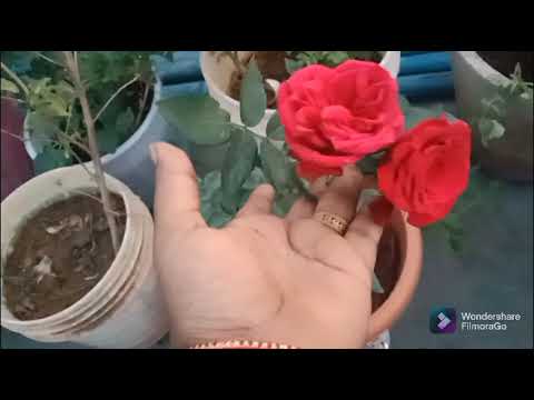 pranathi garden lo new terrace garden   preparation and free giveàway seeds