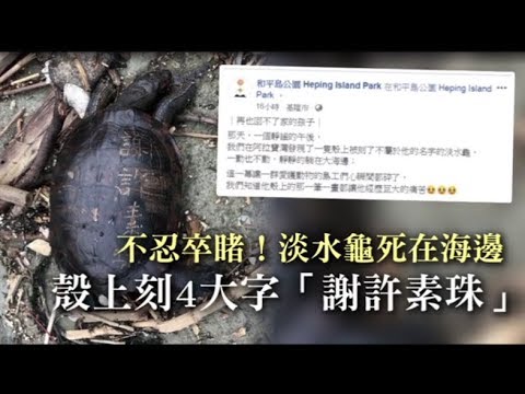不忍卒睹！淡水龜死在海邊　殼上刻4大字「謝許素珠」 | 蘋果新聞網
