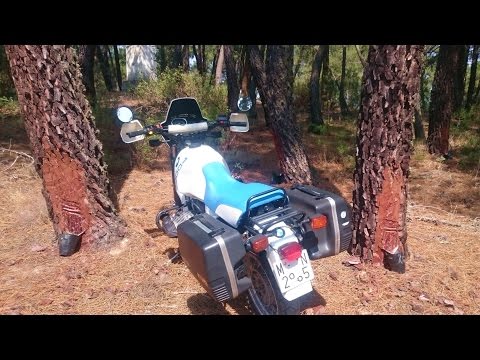 Collecting sap or pine resin. Video tour and learning for children