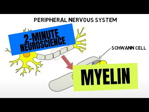 2-Minute Neuroscience: Myelin