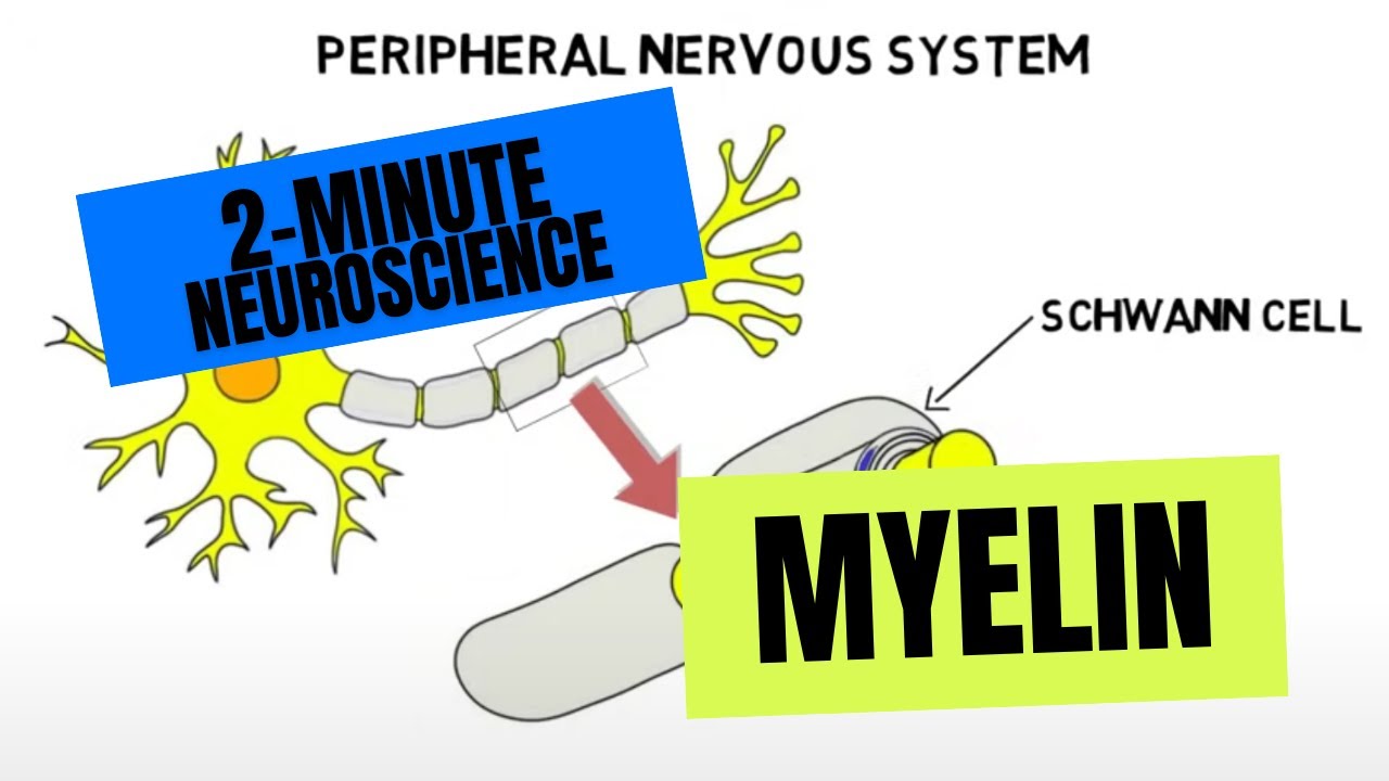 2-Minute Neuroscience: Myelin