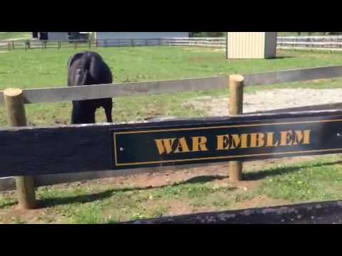 Kentucky horse farm, War Emblem, 1
