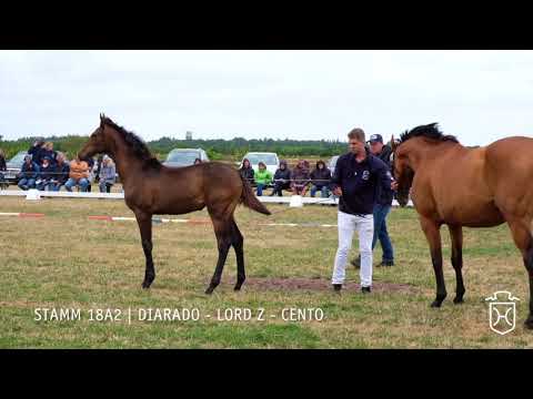 Fohlenschau 2018 | Stutfohlen | Diarado - Lord Z - Cento | Stamm 18A2 | Gerd Ohlsen