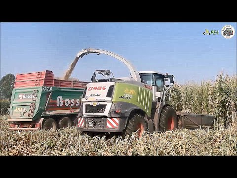 Claas Jaguar 970 (497) + Dominoni 10 file & 2 JD + Bossini - Gruppo PEA - Pastone mais 2021