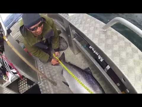 50 pound Spring Salmon in Haida Gwaii!