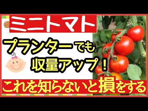 バルコニーのミニ菜園：何を植えて、収穫を維持する方法は？  庭園