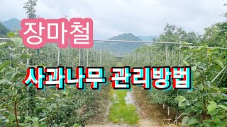 장마철 사과나무 과원 관리방법