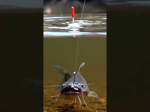 🎣 CRAZY Fish Bites BAIT! You Won't Believe What Happened! 🤯 #fishing #shorts