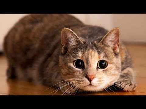 No te pierdas los saltos de gato más inesperados de todos los tiempos