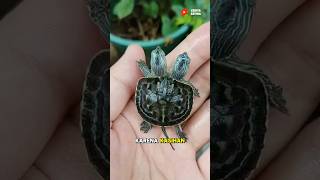 Download lagu The Story of the Two-Headed Turtle Rescue mp3