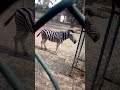 Zebra Shorts Videos Short Videos Clip 30 Seconds Videos Short Videos 30 Seconds ShortVideo