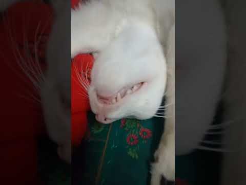 cat with sharp teeth 🦷 #funnycat #meow