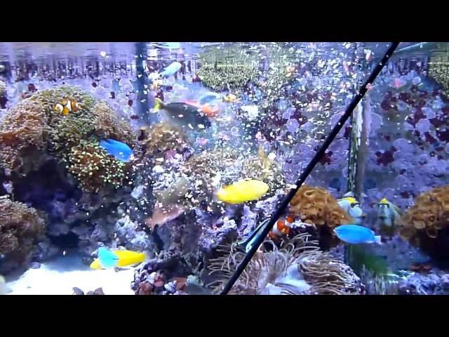 400 Gallon Starfire Reef Tank Feeding Time HD