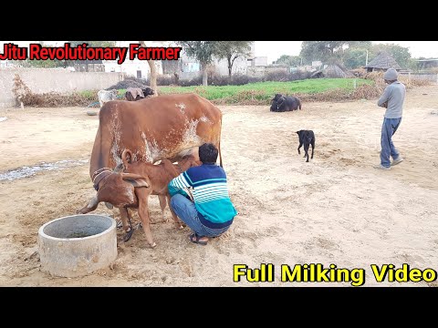 download lagu mp3 mp4 Gir Cow Cost In India, download lagu Gir Cow Cost In India gratis, unduh video klip Gir Cow Cost In India