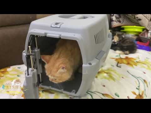 Cat carrier review |only for 1900| best carrier for cat | #persiancat