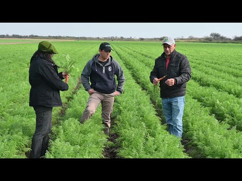 Recuperación de suelos en Colonia El Simbolar