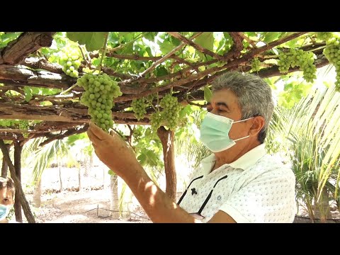 Produtor rural em Fronteiras cria peixes e produz uvas no semi árido piauiense 30 10 2021
