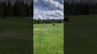 Video preview image #1 Saint Bernard Puppy For Sale in Winter Park, CO, USA