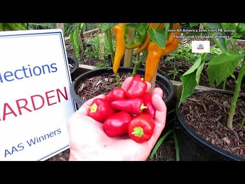 download lagu mp3 mp4 Pretty And Sweet Pepper, download lagu Pretty And Sweet Pepper gratis, unduh video klip Pretty And Sweet Pepper