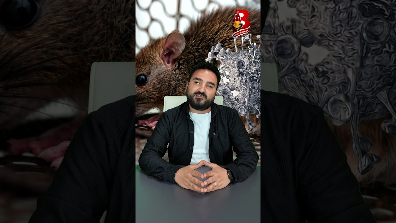 Hantavirüs Vakaları Korku Yarattı: Yeni Pandemi mi Geliyor?