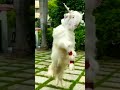 Special Qurbani Bakra Bakra Eid Bakrid