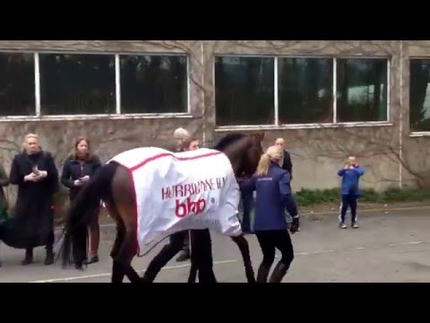 Hurricane Fly jig jogs his way out of the Leopardstown parade ring..