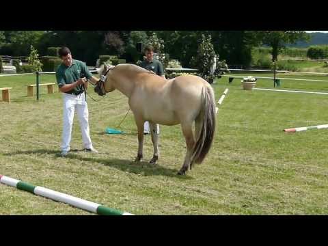 Stutbucheintragung Mattea