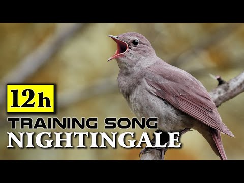 The Best NIGHTINGALE Song for all bird lovers 12h - The King of all Birds