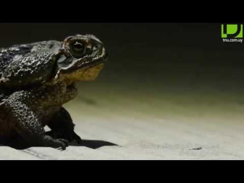 Species search: Cururu toad