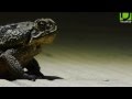 Species Search Cururu Toad
