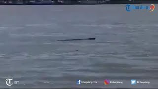 Warga Cilacap Heboh dengan Penampakan Buaya Berenang di Perairan Kampung Laut