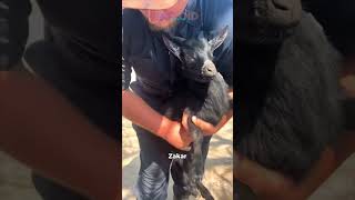 Download lagu Quick Way to Castrate a Goat mp3