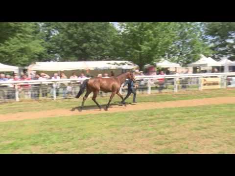 Lot 41 - Gazelle Bird - Khalkevi / Daliance - Christian Cealy