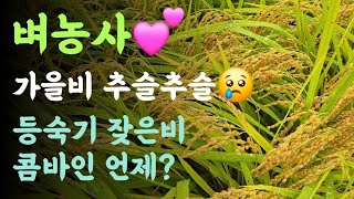 벼농사???? 가을비 추슬추슬???? 등숙기 잦은비, 논물은 안마르고 ㅠ 콤바인 작업 언제?