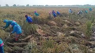 Download lagu ADAT MANEN PADI ALA WANANTARA KEC.SINDANG KABUPATEN INDRAMAYU JABAR mp3 Download lagu ADAT MANEN PADI ALA WANANTARA KEC.SINDANG KABUPATEN INDRAMAYU JABAR mp3