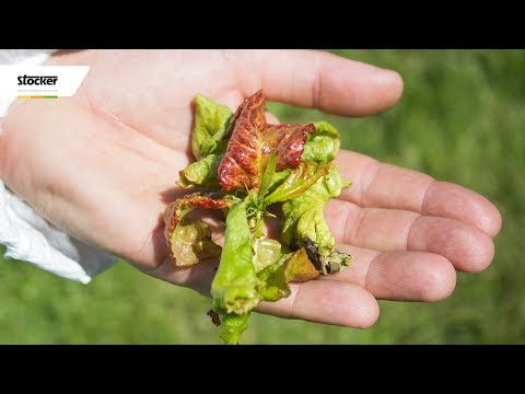 Terapia ormonale in oncologia prostata Bacche di rosa canina da prostatite