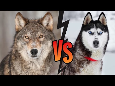 Husky vs Wolf Reality, are they Same Breed ?